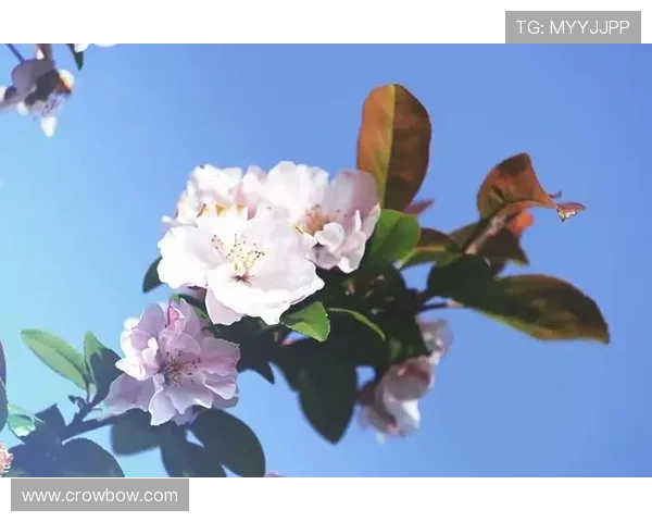 乐竞体育在线登录操作指南，轻松注册登录享受优质体育服务